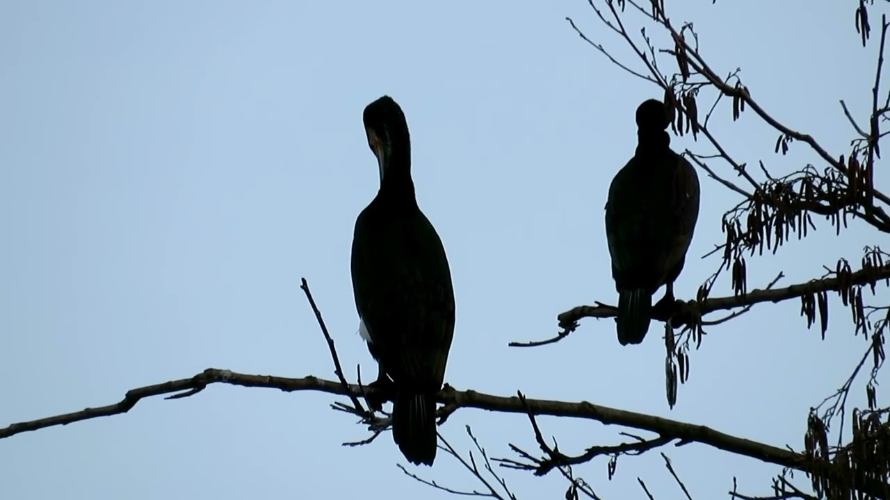 Warten auf den Frühling, Gänse, Kormorane, Silberreiher 