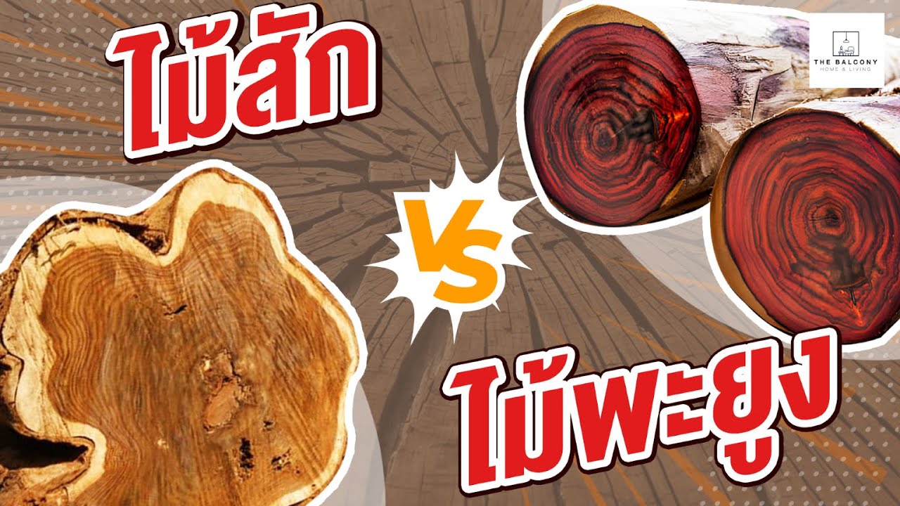 ไม้สัก VS  ไม้พะยูง แตกต่างกันอย่างไร  l The Balcony Home & living