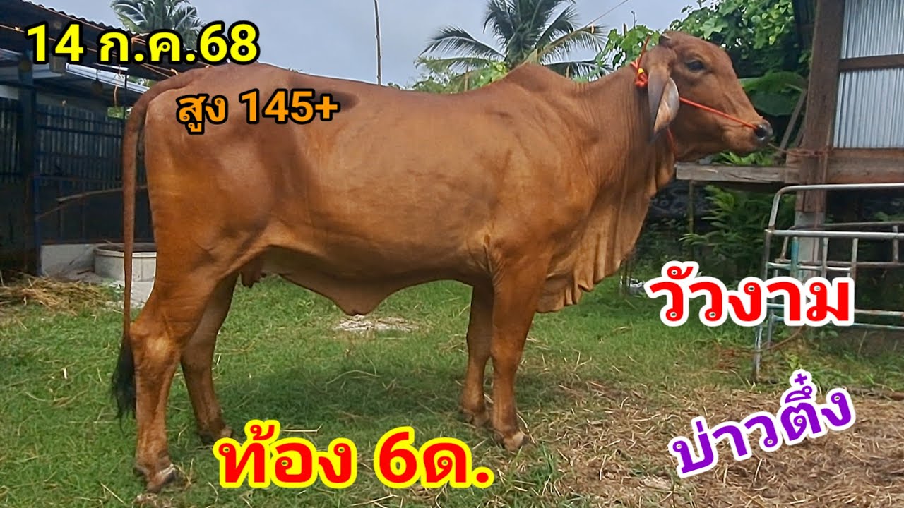 บ่าวตึ๋ง 080-188-5110 บ.นาหว้า อ.ปทุมราชวงศา จ.อำนาจเจริญ 14ก.ค.68