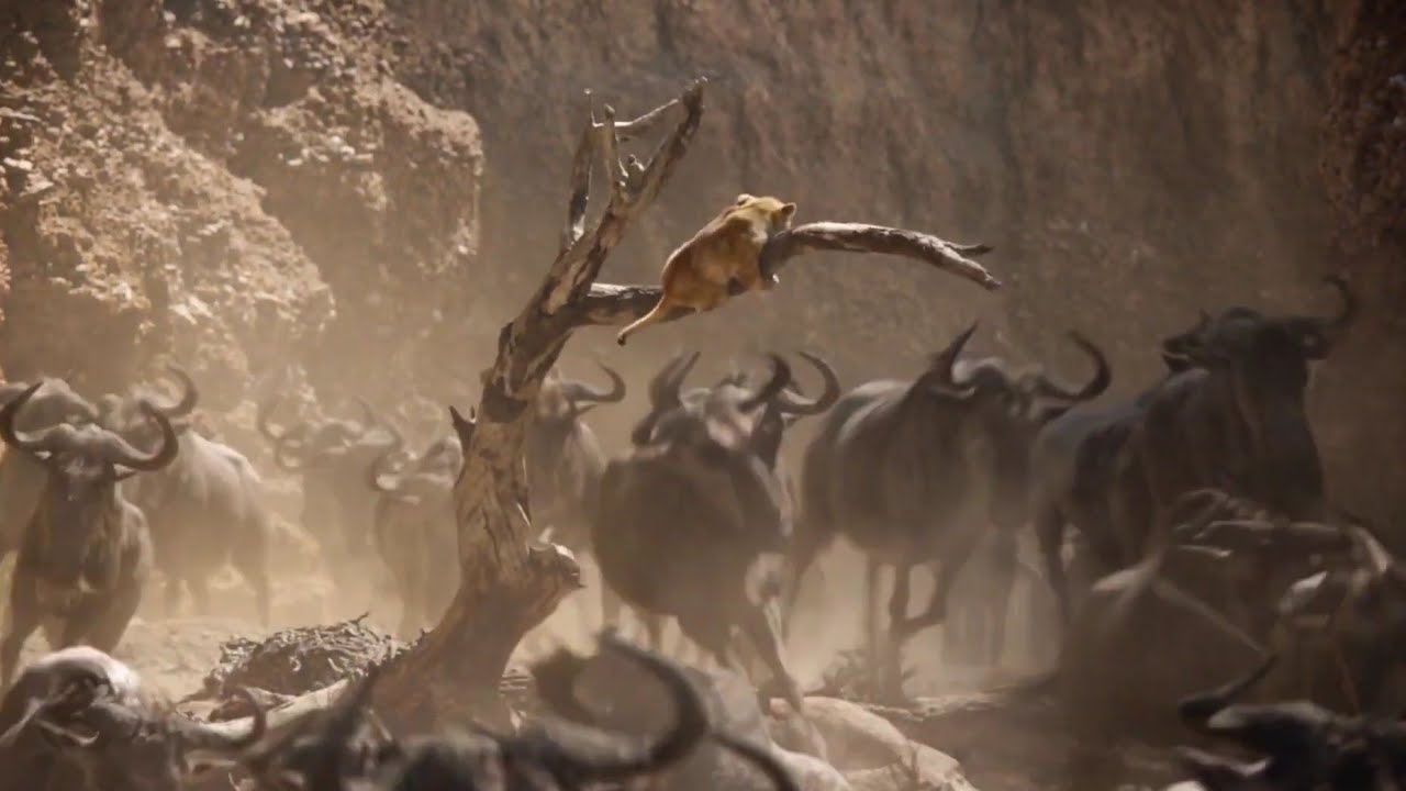 El Rey Le&oacute;n 2019 - La Estampida [Latino] 1080