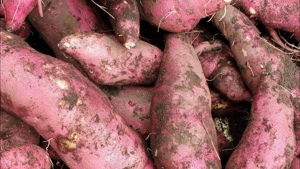 Sweet Potato Harvest • Urban Garden In Muskoka Canada
