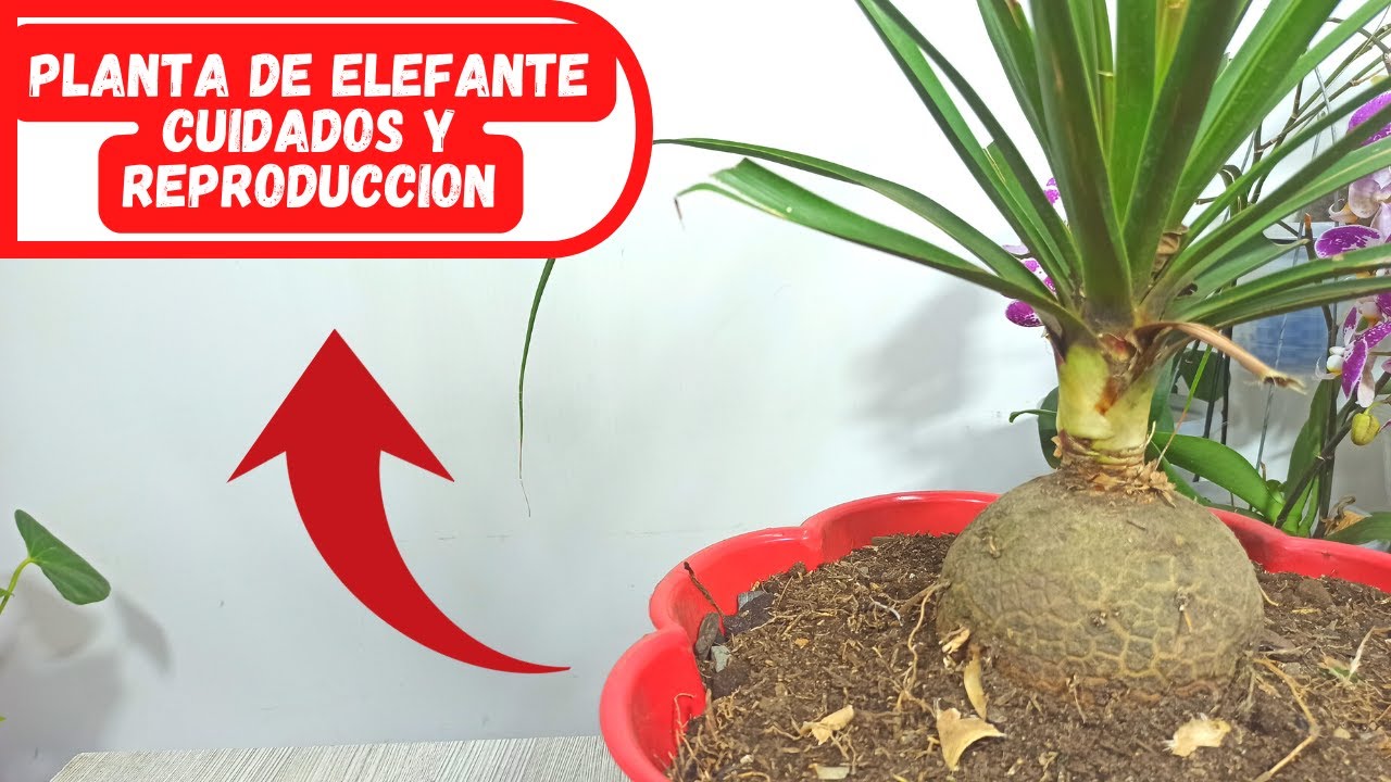 Planta de elefante, cuidados y reproduccion en 10 min