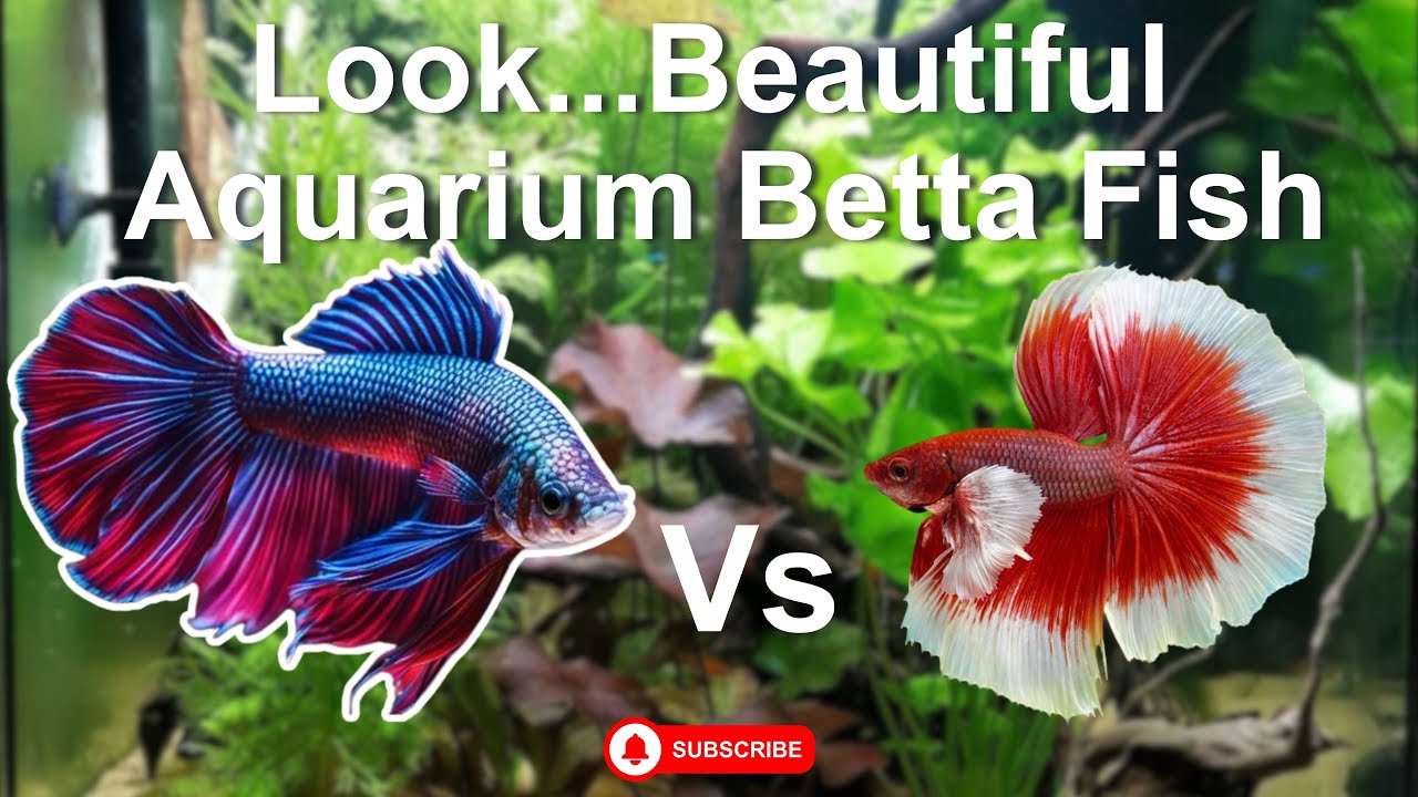 Look at these stunning colorful betta fish!