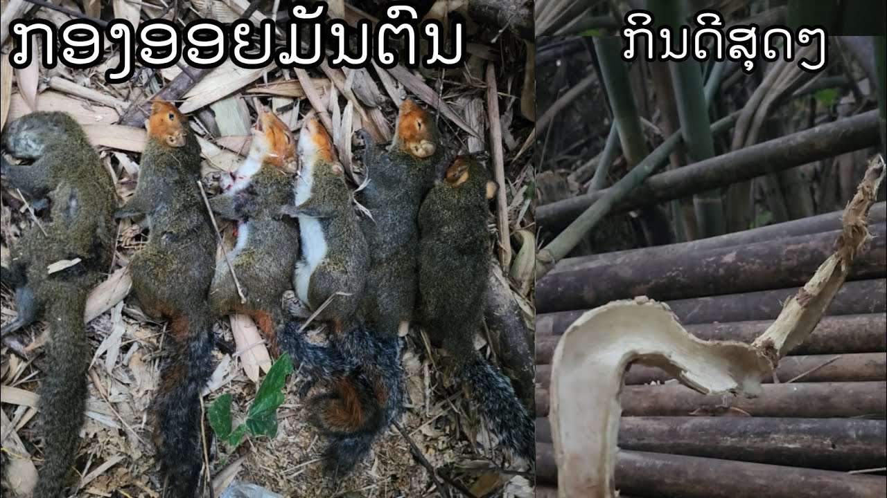 หมานสุดๆกะรอกกินกองออนมัน 
