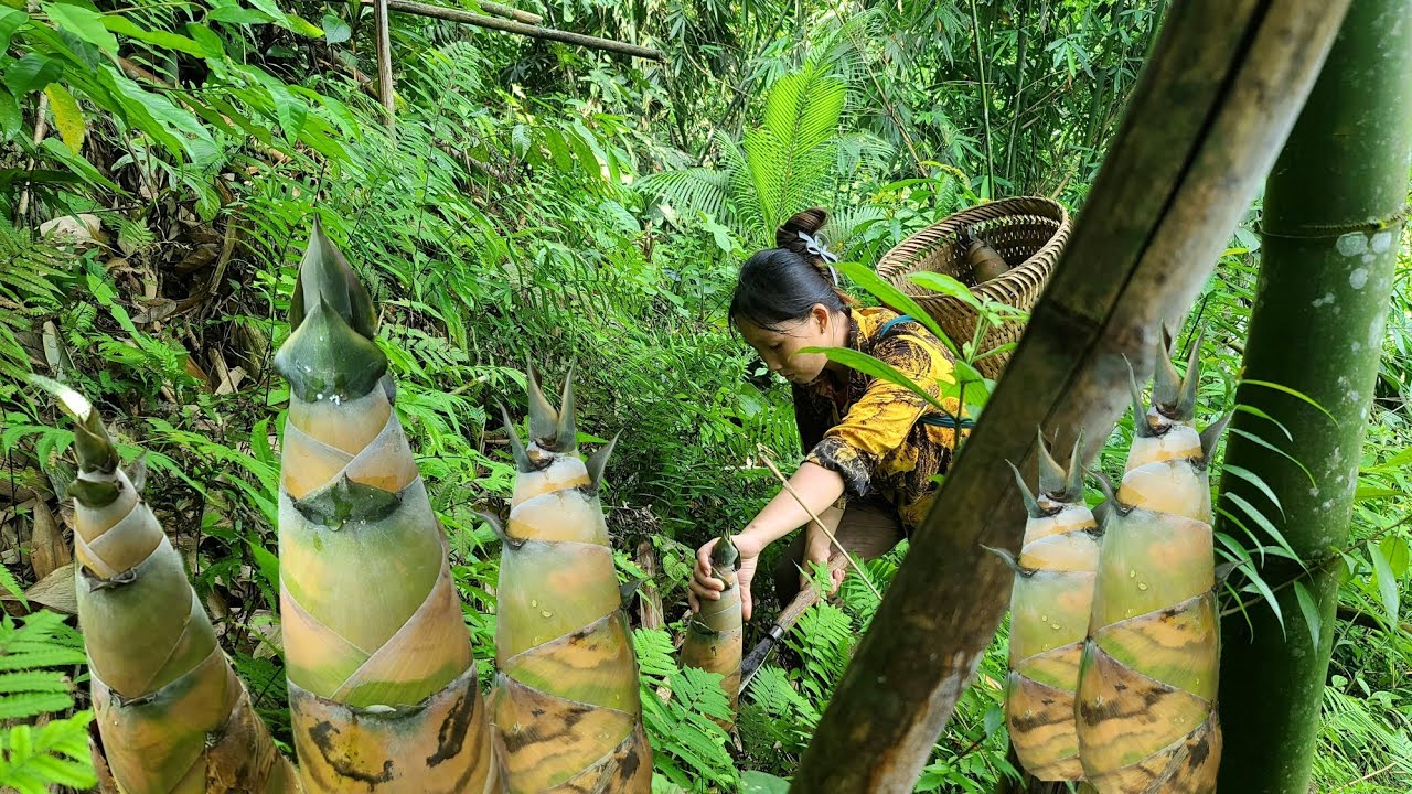 harvesting wild bamboo shoots - making dried bamboo shoots - Daily life Thuy