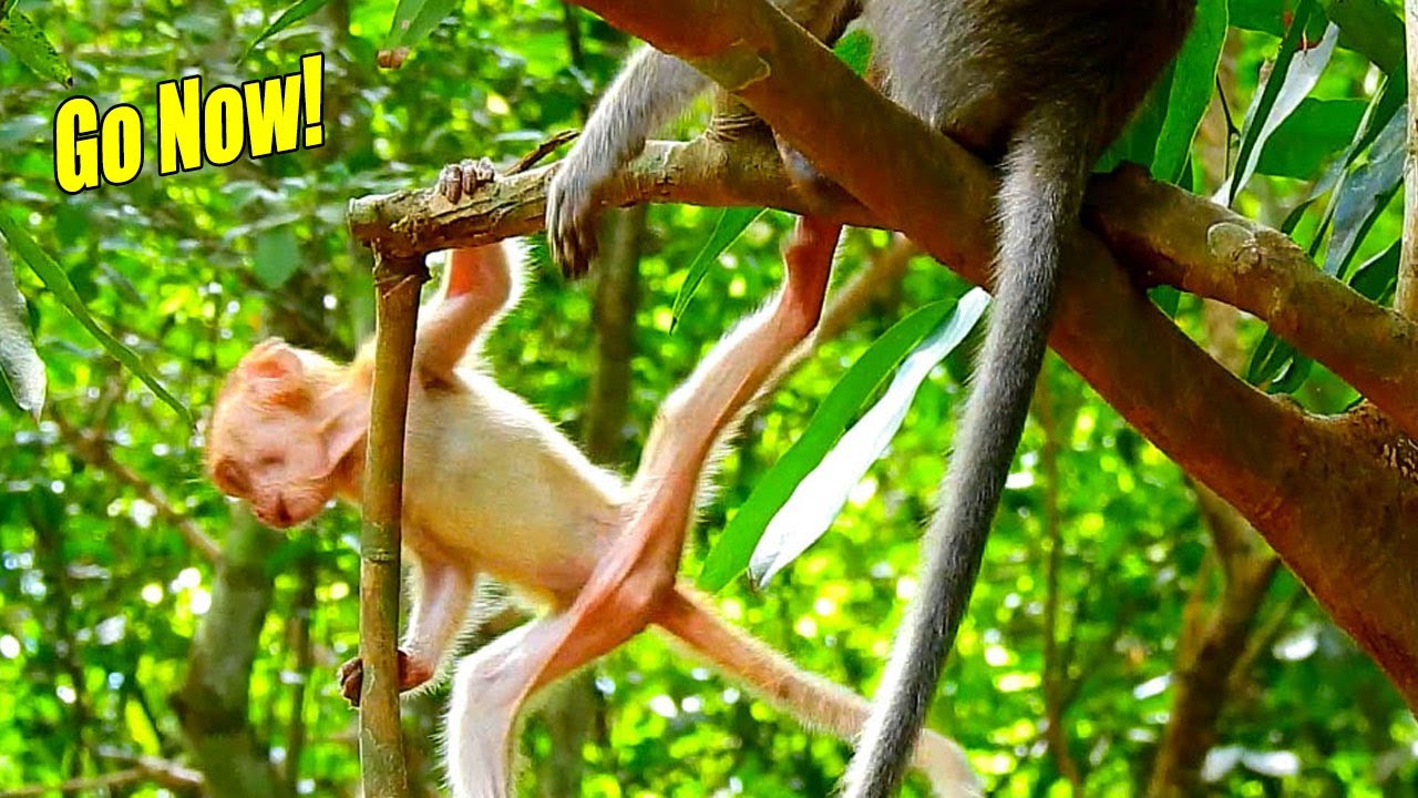 Careful Elpida! Baby Monkey ELpida Tried To Run Away From Alberto To Go With Anny And Papa Harol.