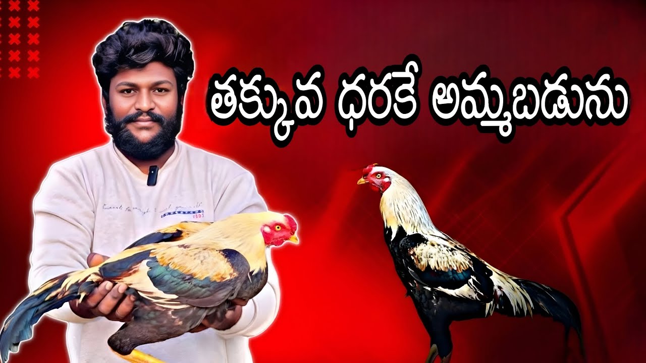 Naveen Natukollu రెండు పుంజులు 🐓🐓🔥for సెల్ #chicken #roosterfarm #natukollupempakam #viralvideo🔥🐓