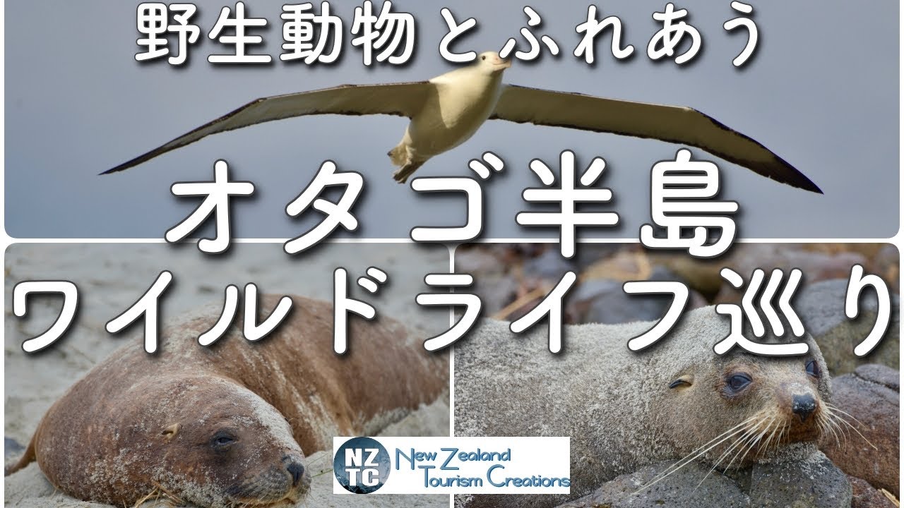 【個人旅行だから行けるシリーズ】ダニーデン・オタゴ半島/野生動物めぐり
