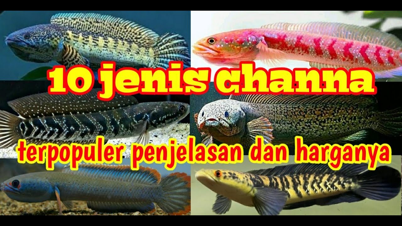 10 JENIS IKAN CHANNA DAN HARGANYA 2026