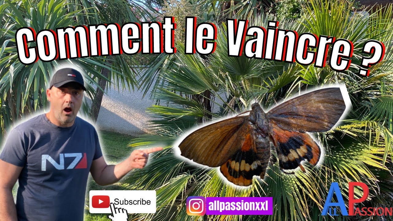 Lutter contre le papillon des palmiers paysandisia