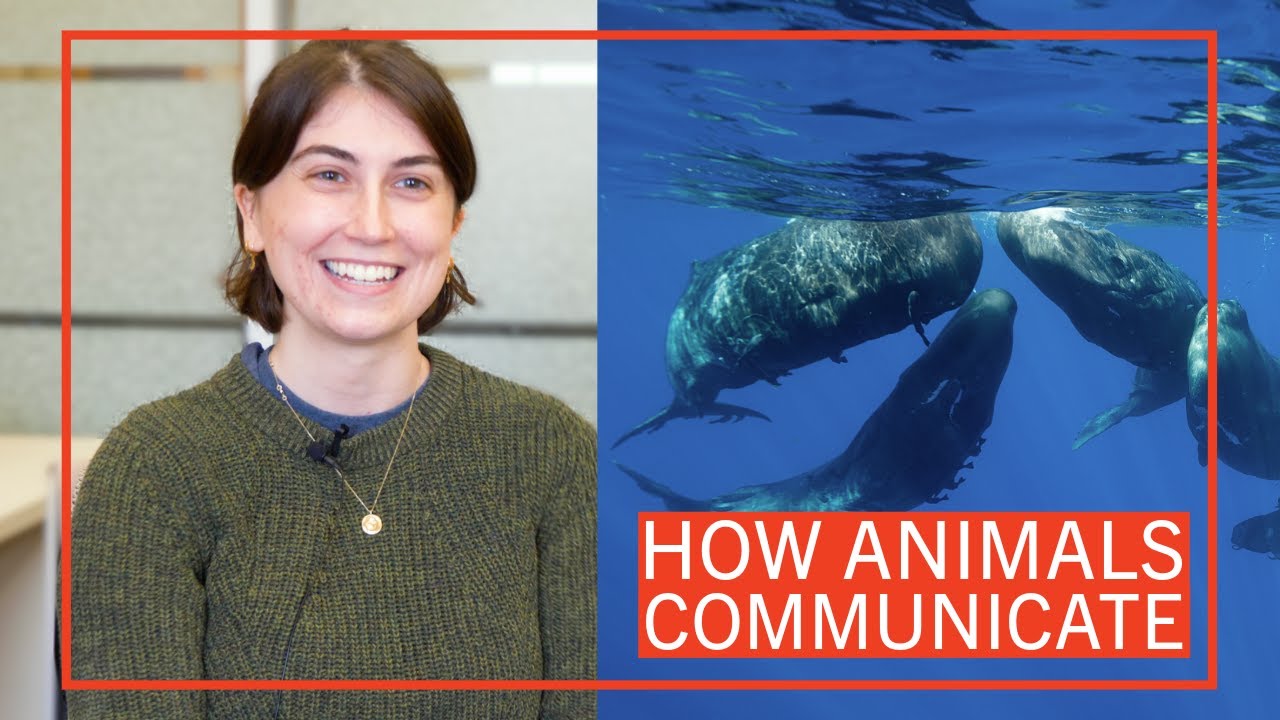 How Animals Communicate