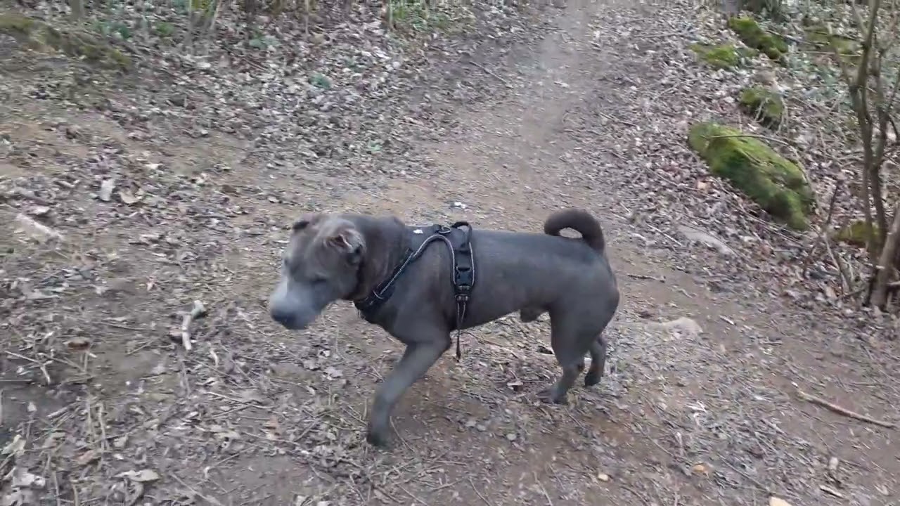 Shar Pei Dog Hugo out for a walk in the woods  7