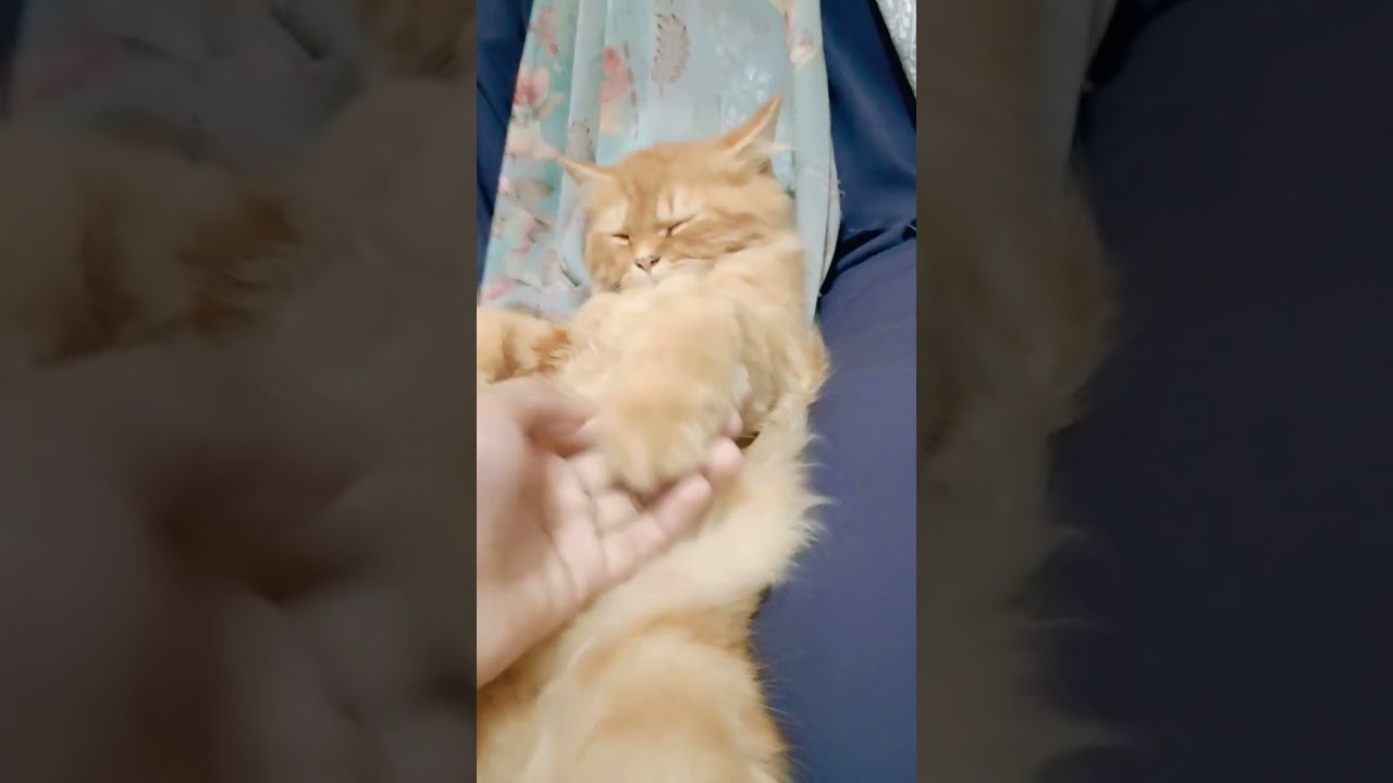 cute cat #viralvideo #catlover #catvideos #foreigncat #catshorts #catfunnyvideo #cats #cutebirds
