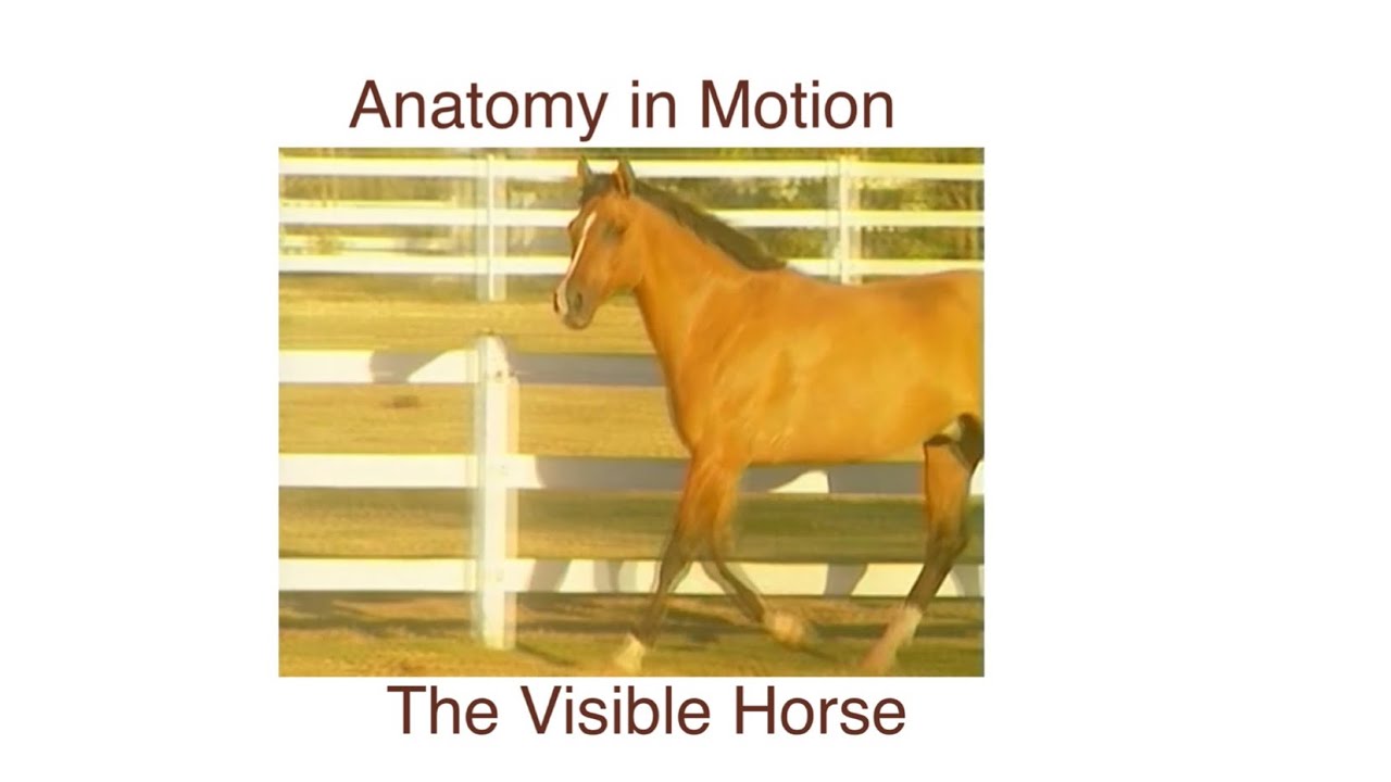 Anatomy in Motion: The Visible Horse  — Gaits