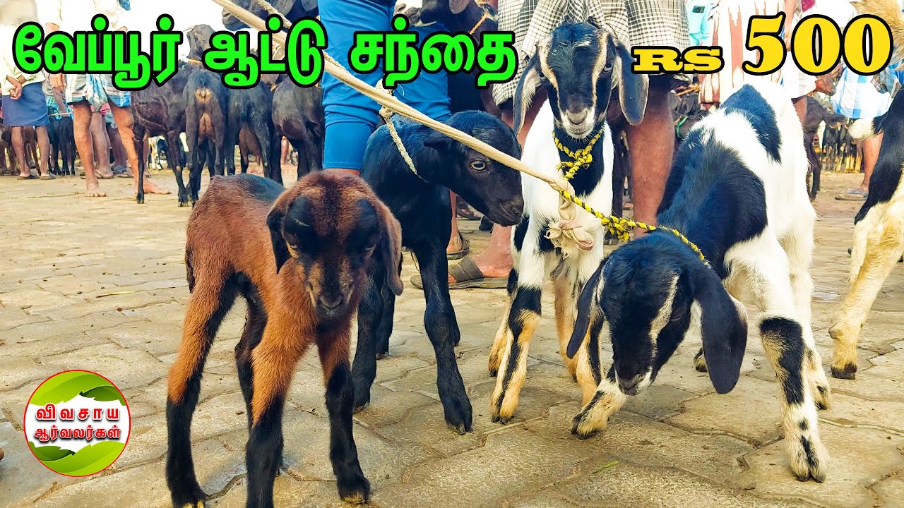 500/குறைந்த விலையில் வளர்ப்பு ஆட்டு குட்டிகள் வேப்பூர் ஆட்டு சந்தையில்கிடைக்கும் #vivasayaarvalargal
