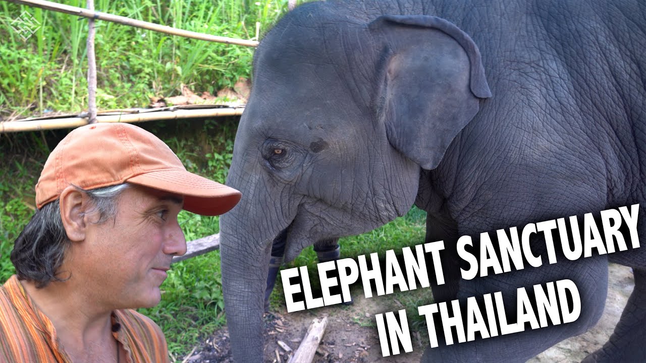 We Slept With Elephants In The Thailand Jungle | EP 387