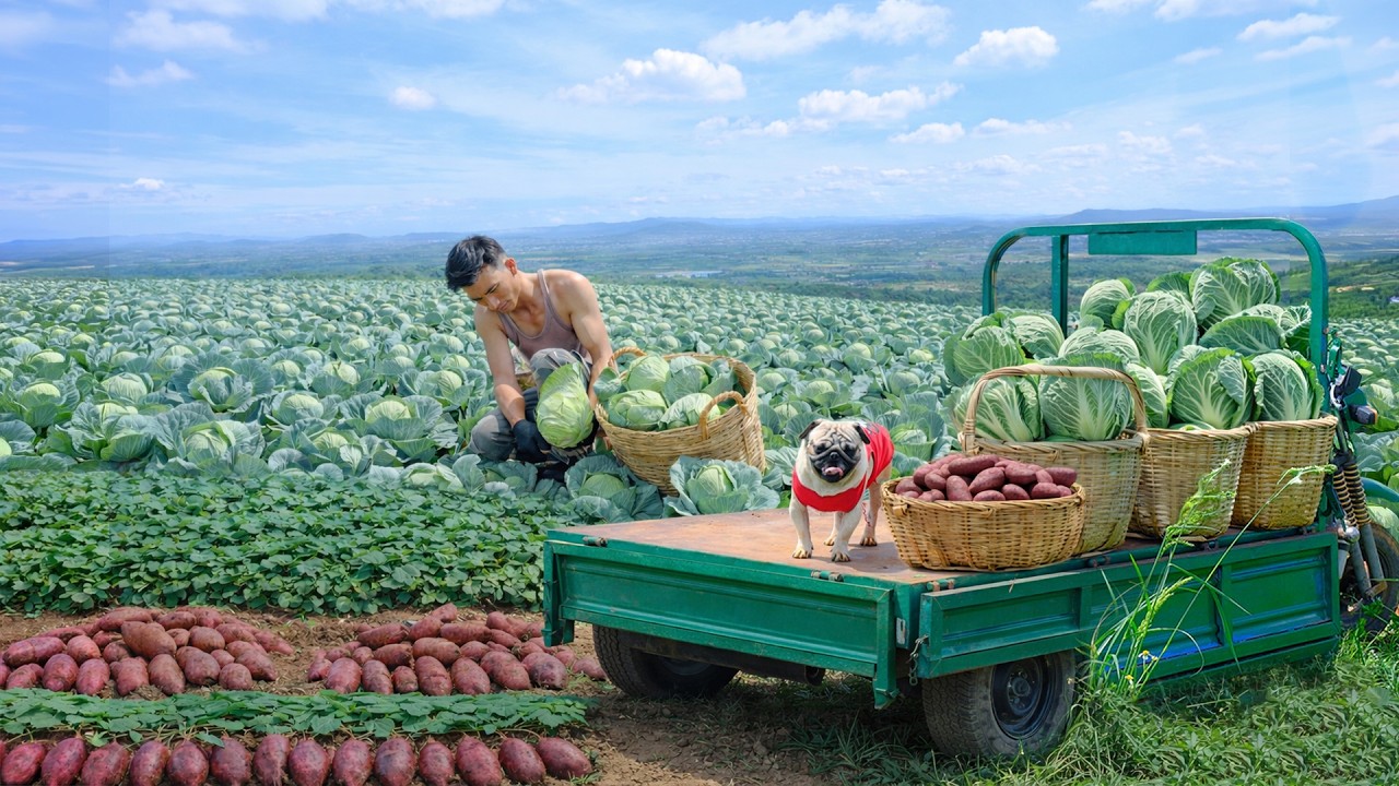 CEO Quits City Life to Farm Passion Fruit, Bananas, Peanuts, and Wood Ear Mushrooms in the Mountains