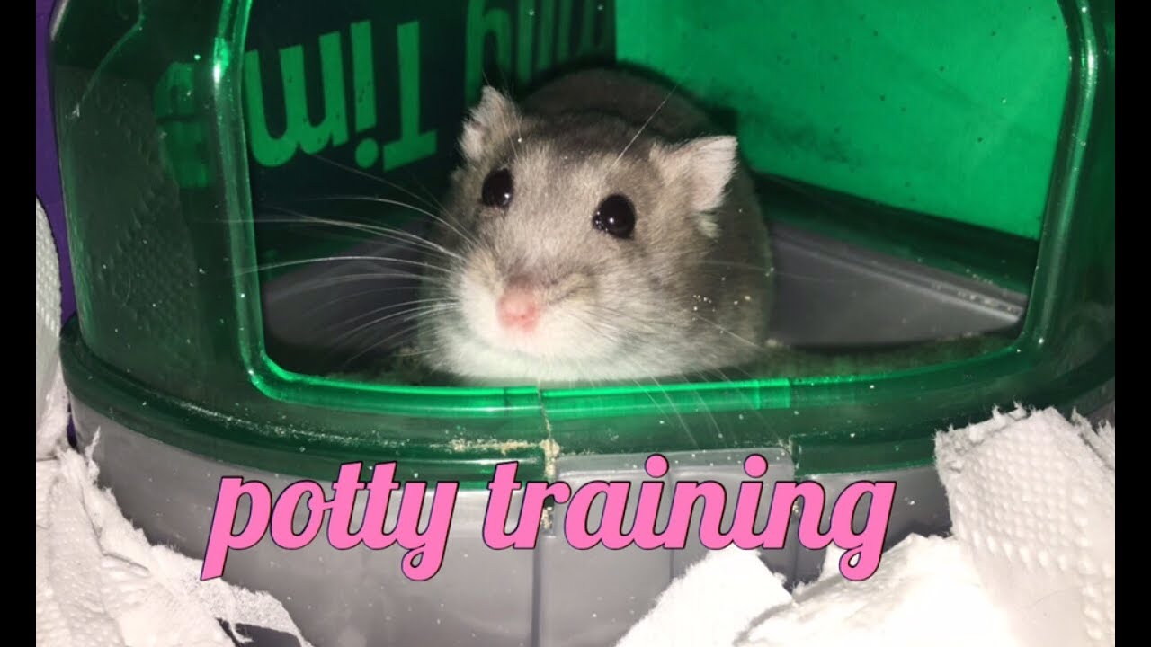 How to potty train your hamster🐹