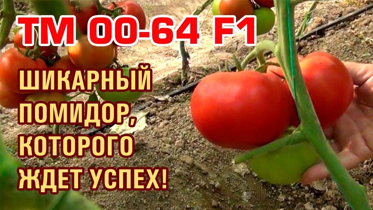TM 00-64 F1 - ШИКАРНЫЙ ТОМАТ, КОТОРОГО ЖДЕТ УСПЕХ! (13-06-2018)
