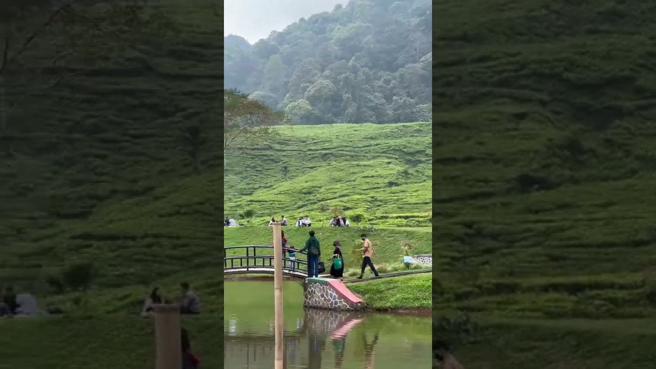 Telaga Saat Puncak Bogor #puncak #puncakbogor #telagasaat #healing