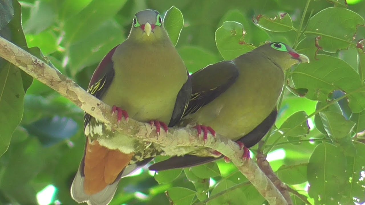 Malaysia Series #2 - Thick-Billed Green Pigeon
