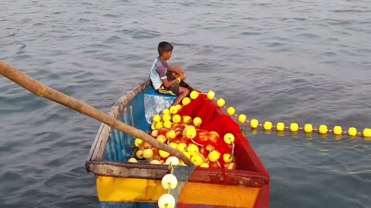 तारली माशांची तुफान मासेमारी|Storm fishing of tarli fish|Village indian fishing|#netfishing #foryou