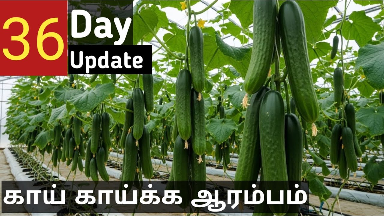 “கால் ஏக்கர் பாலி ஹவுஸ் | 36வது நாள் அப்டேட் – காய் காய்க்க ஆரம்பம்”