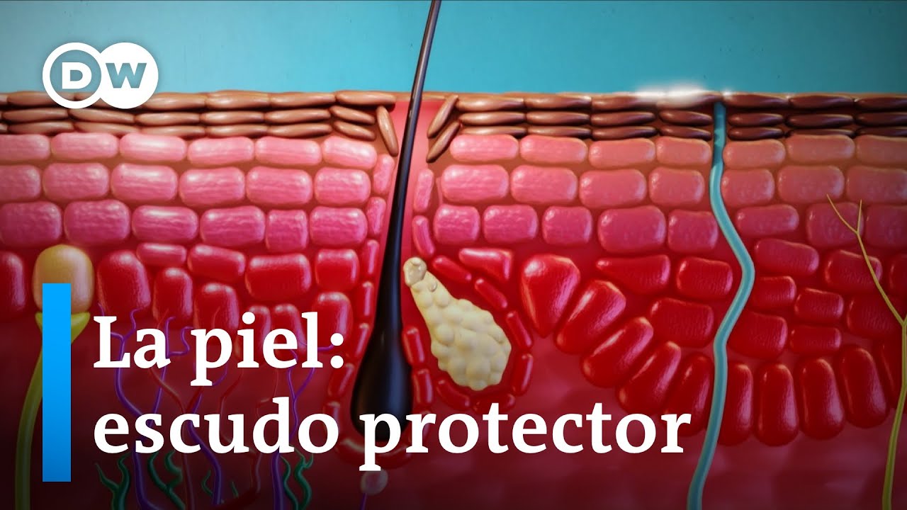 &iquest;C&oacute;mo funciona la piel?
