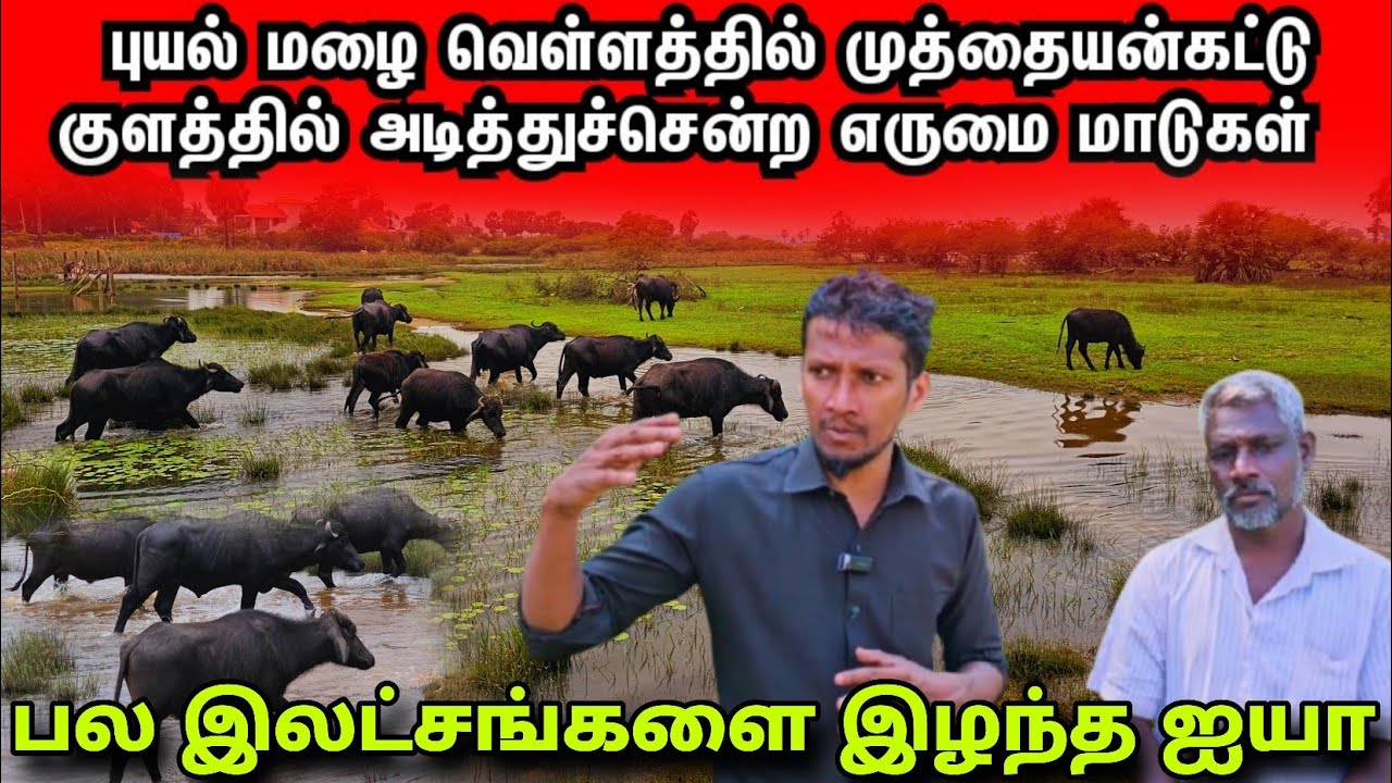 முத்தையன்கட்டு குளத்தில் அடித்துச்சென்ற பல இலட்சங்கள் பெறுமதியான எருமை மாடுகள் @Spseelanvlogs126 