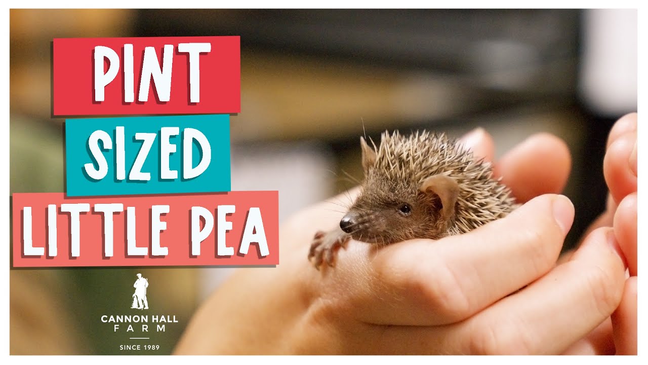 Little Pea the Tenrec - Cannon Hall Farm
