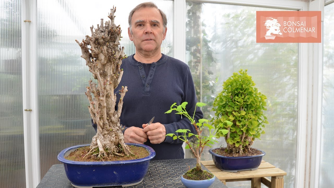 Ginkgo - Bonsai Colmenar