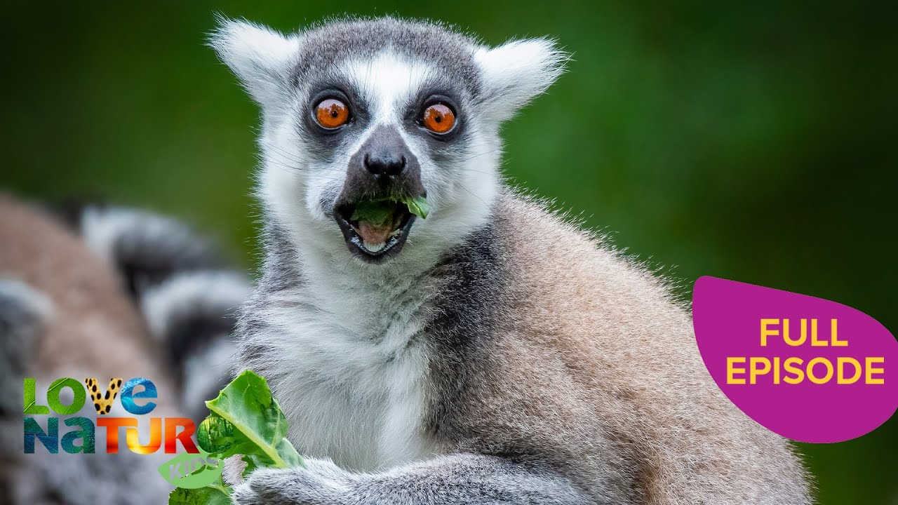 The World's Largest Lemurs! | Land of Gremlins - FULL SEASON