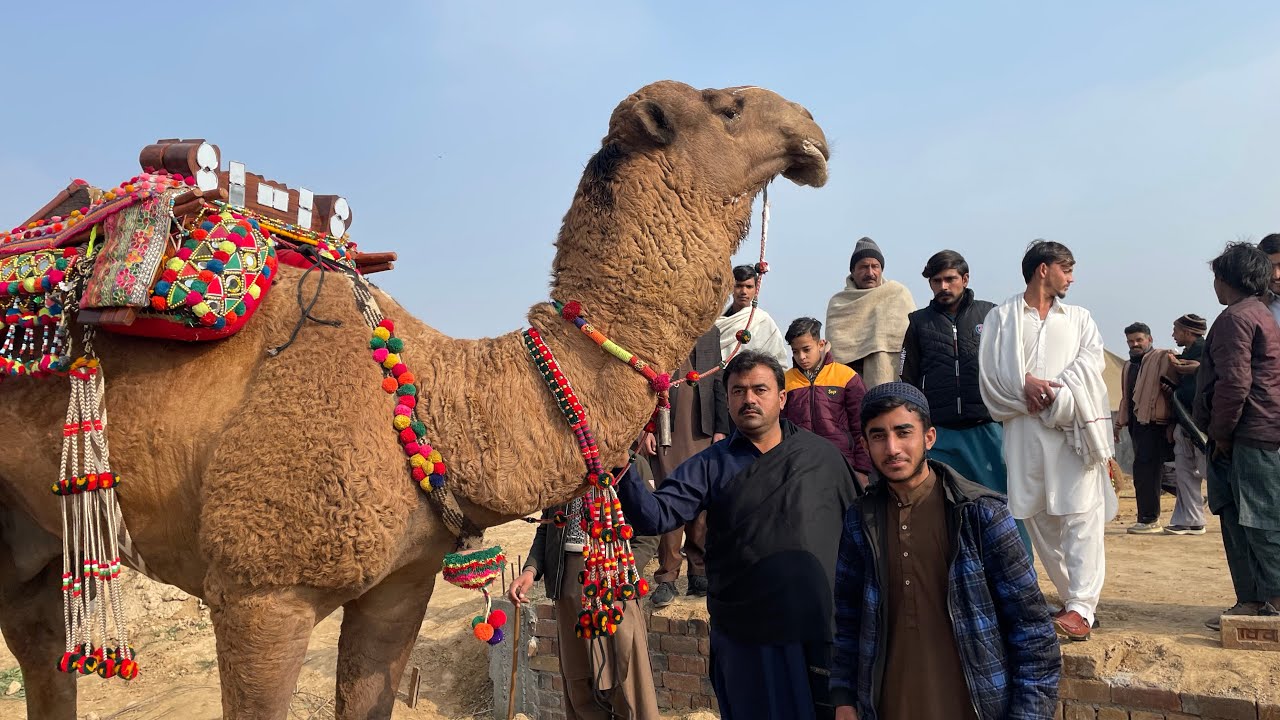 بابا فضل شاہ کلیامی کلیام شریف سالانہ اونٹوں کا میلہ