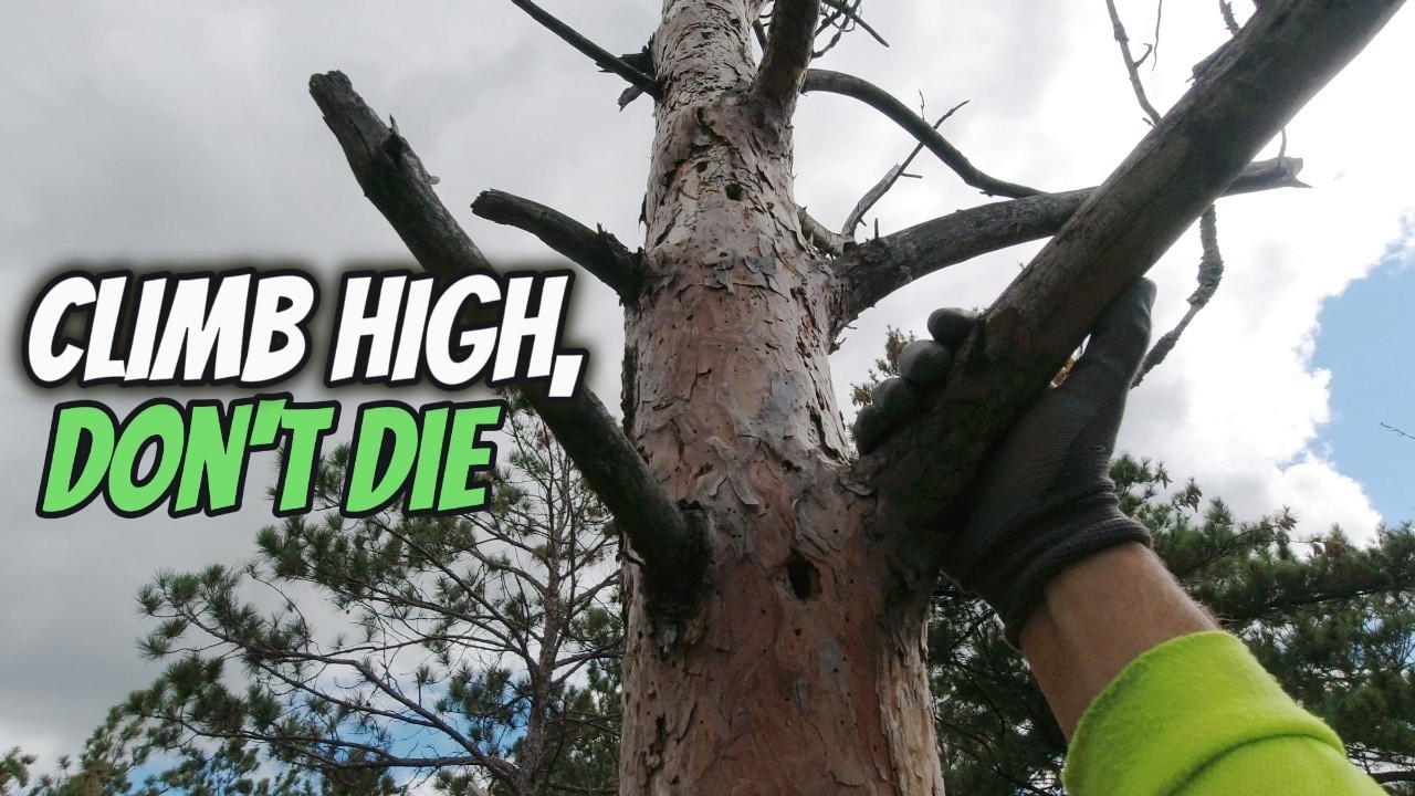 Удаление ужасающих высоких мёртвых сосен #milwaukeetools #treesurgeon #chainsaw #m18