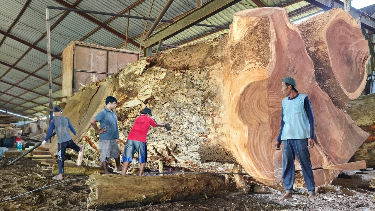 Massive attack on the trembesi sawmill is terrifying!! The world's largest sawmill II Wood mill