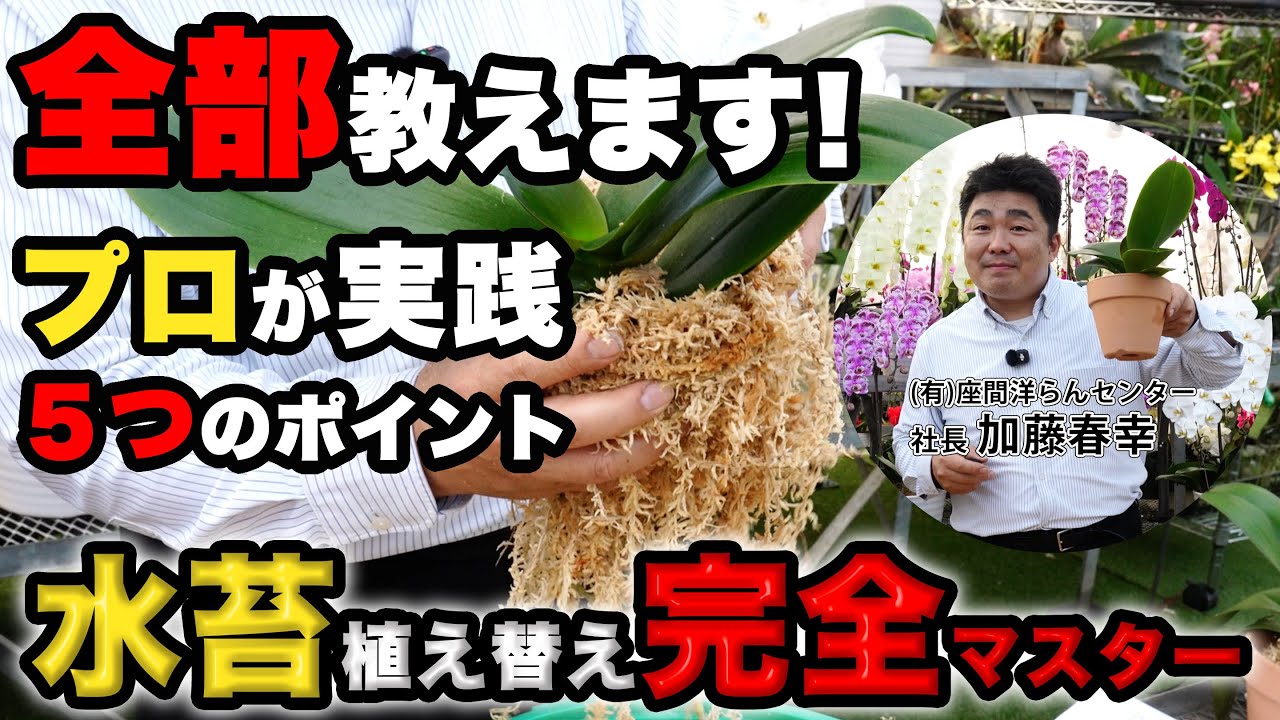 【初心者でも失敗しない植え替え（水苔編）】失敗しない手順とコツを手元の作業をご覧いただきながら大解説！【#8】