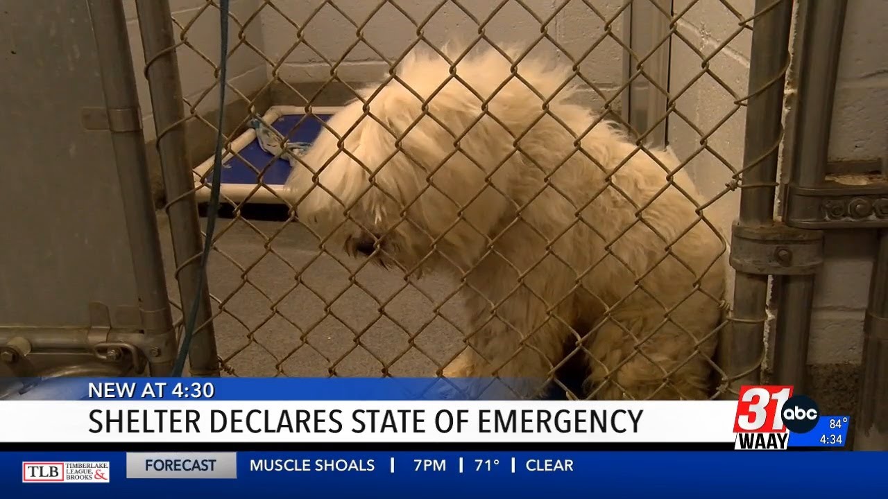 Shelter waives adult dog fees due to overcrowding