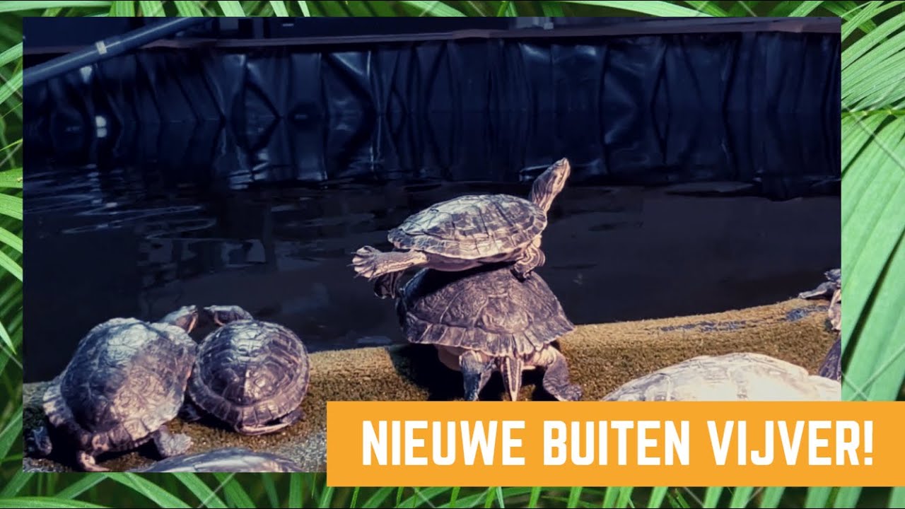 Mega grote buiten vijver!! Voor de schildpadden