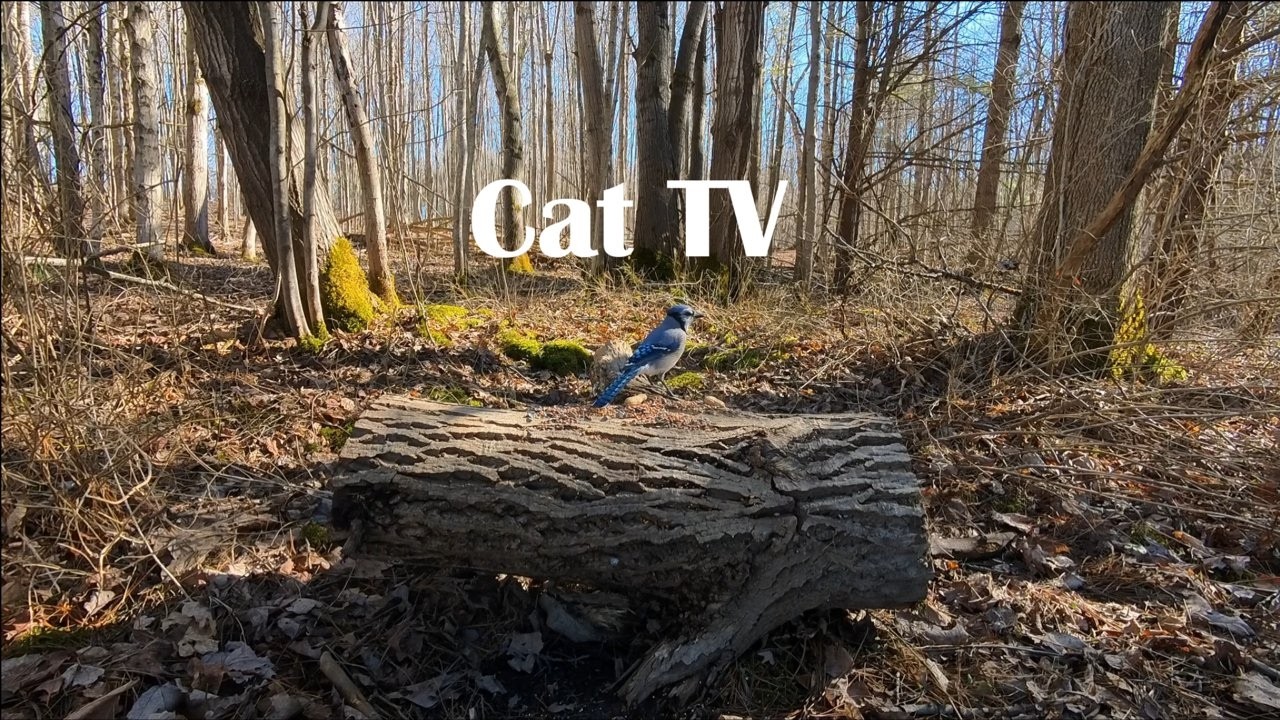 Cat TV | Birds for cats! | 4K - 30 FPS