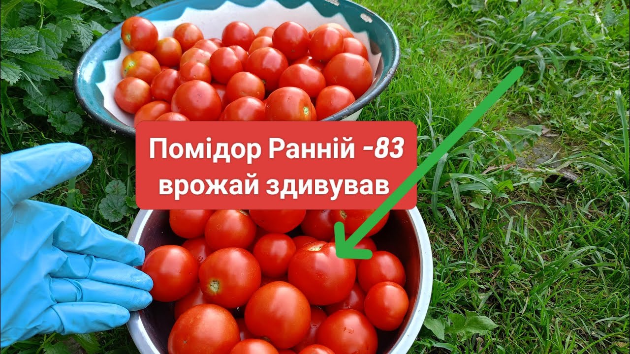 Врожай Помідора,Ранній-83, який здивував.