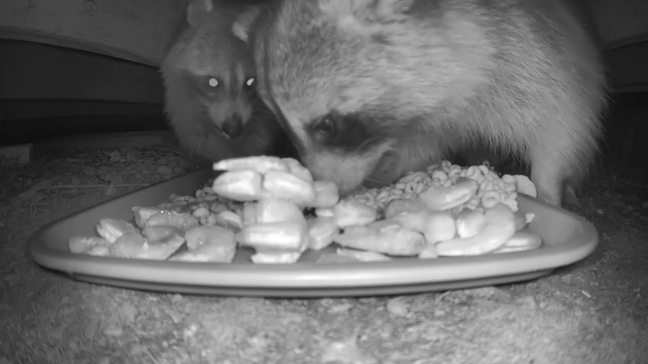 under the shed cam