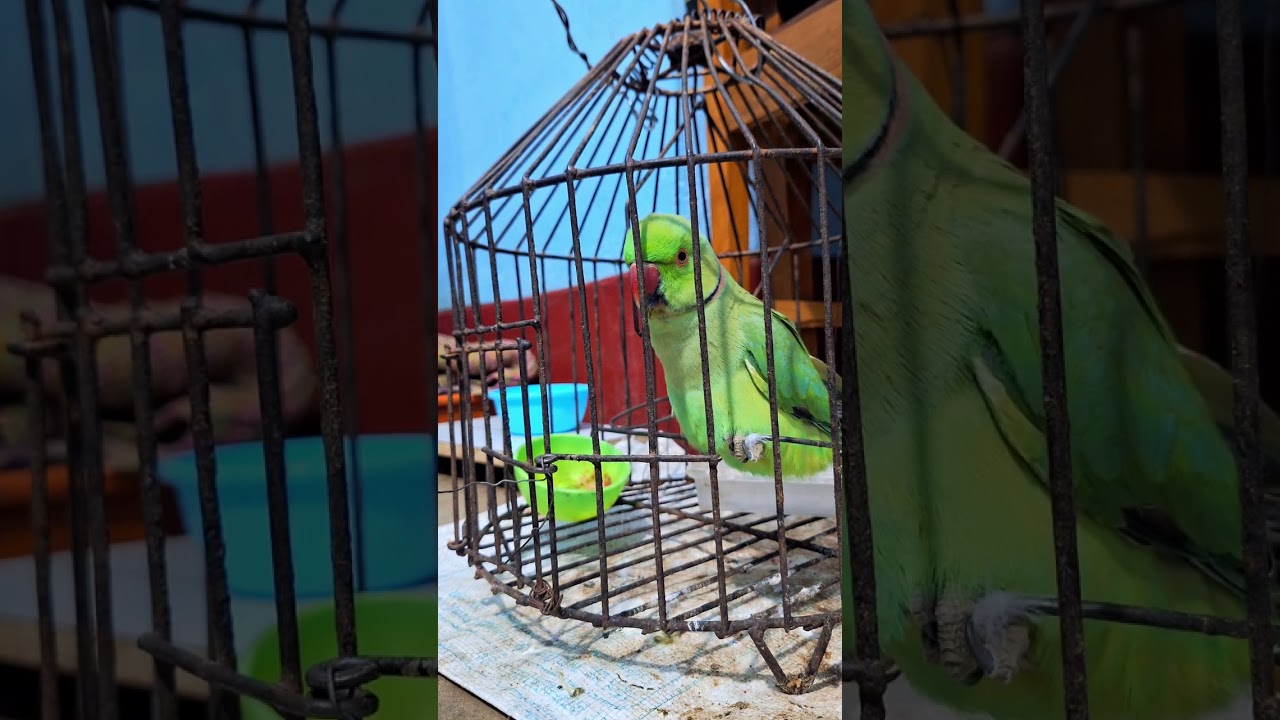 Beautiful parrot 🦜 #talkingparot #totta #parrot 