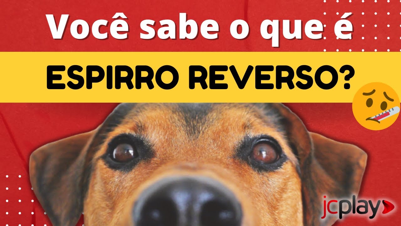 ESPIRRO REVERSO? Veterinário explica como identificar os sintomas e tratá-los