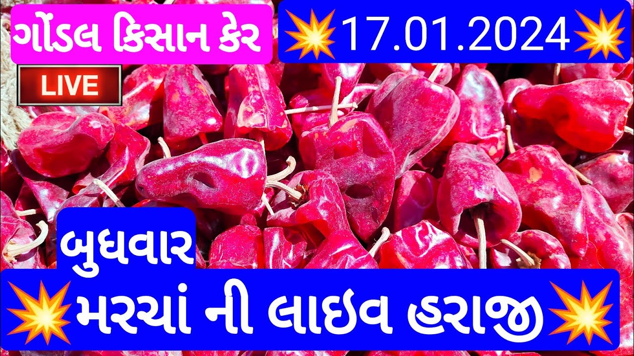 મરચાં ના આજના ભાવ | આજના મરચા ના બજાર ભાવ | કાશ્મીરી મરચાં ના ભાવ | Gondal marketing yard 17/01/2023