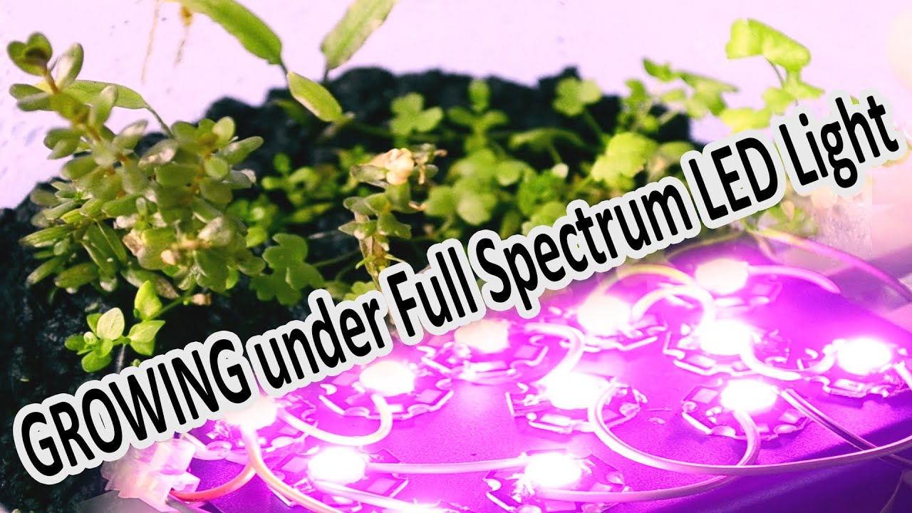 Aquarium Emersed Plants growing under Full Spectrum LED Light