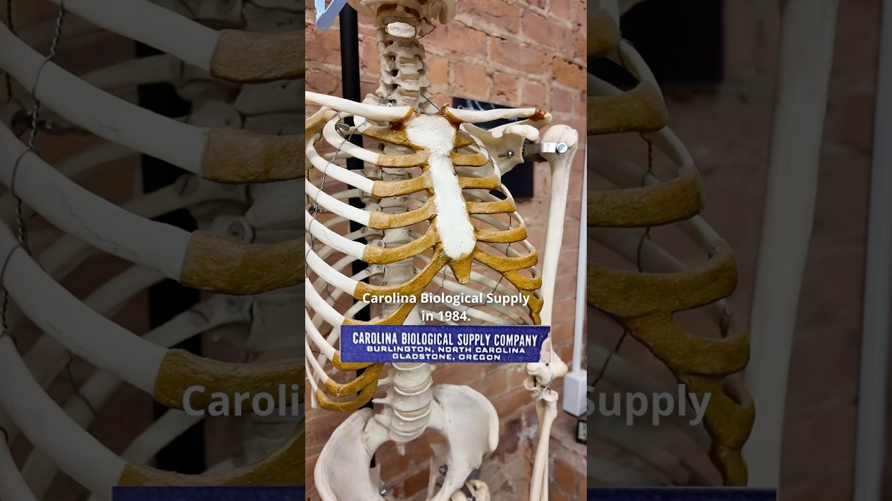 What is the Costal Cartilage? #science #facts #bones #education #anatomy