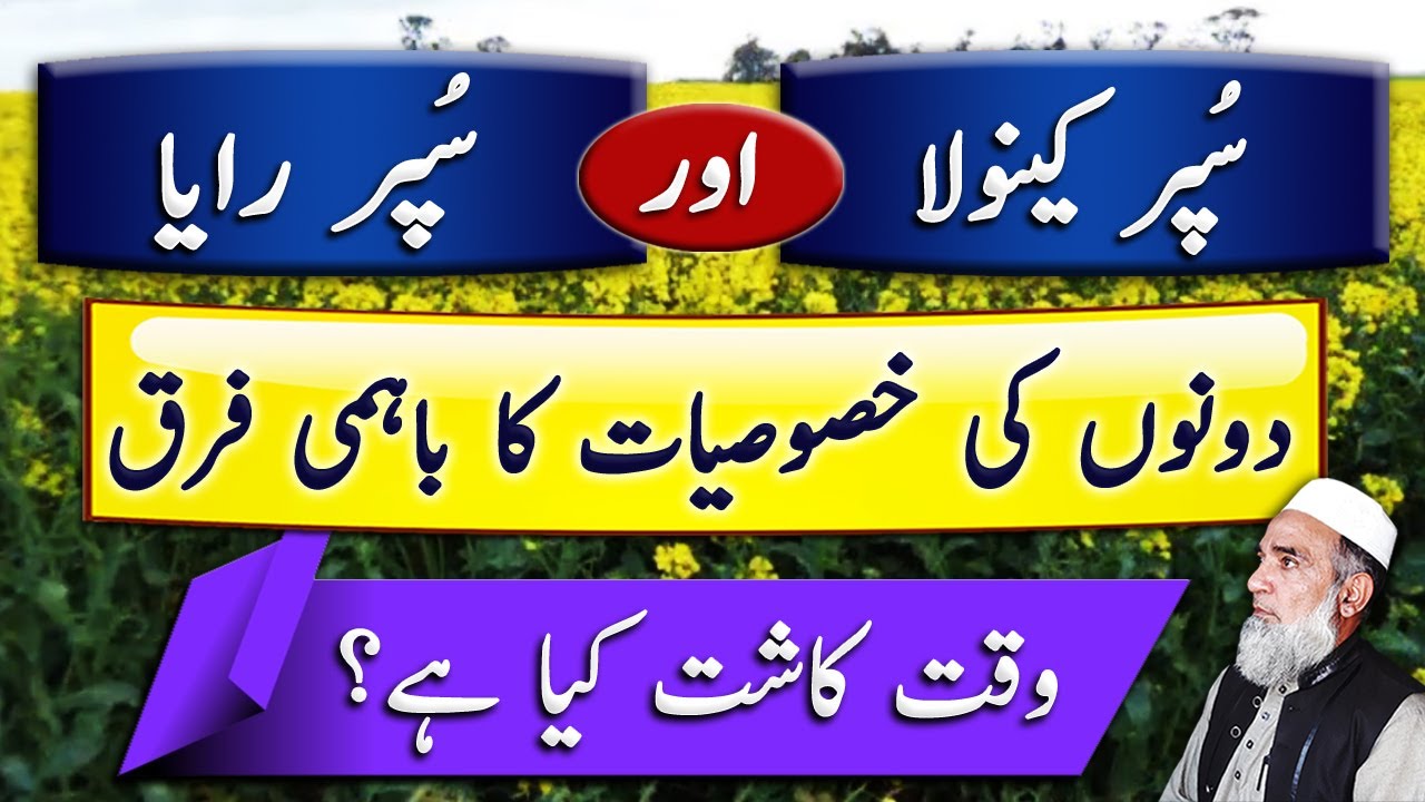 Difference between Super Canola and Super Raya | Crop Reformer