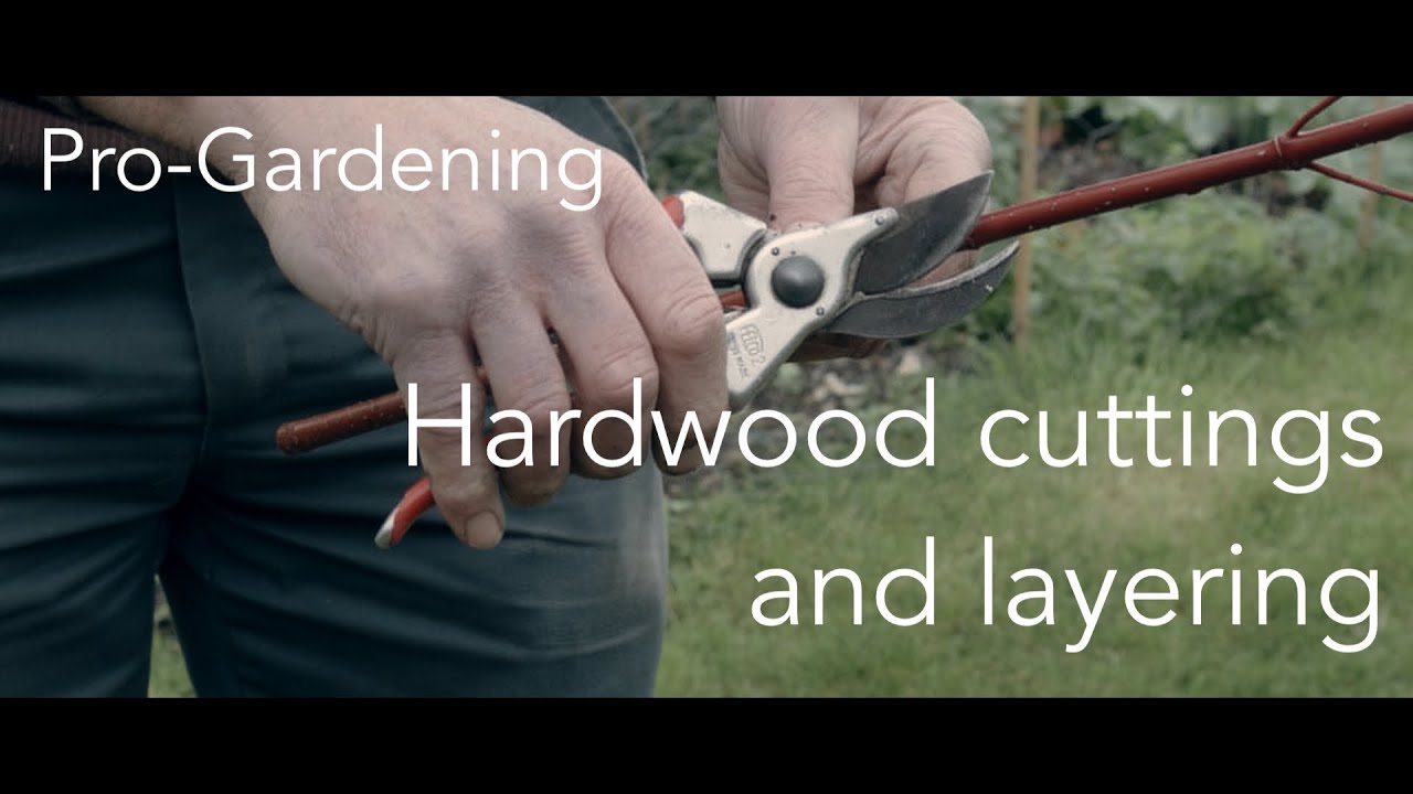 Pro-Gardening - Episode 007. Hardwood cuttings and layering