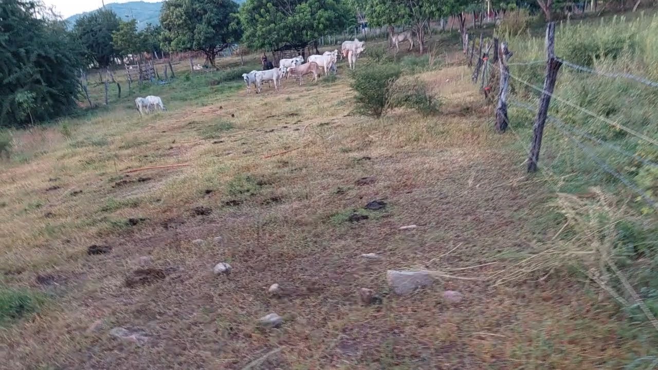 Así dejaron las vacas esta franja con cerco eléctrico | Mas un consejo sobre las varillas de tierra