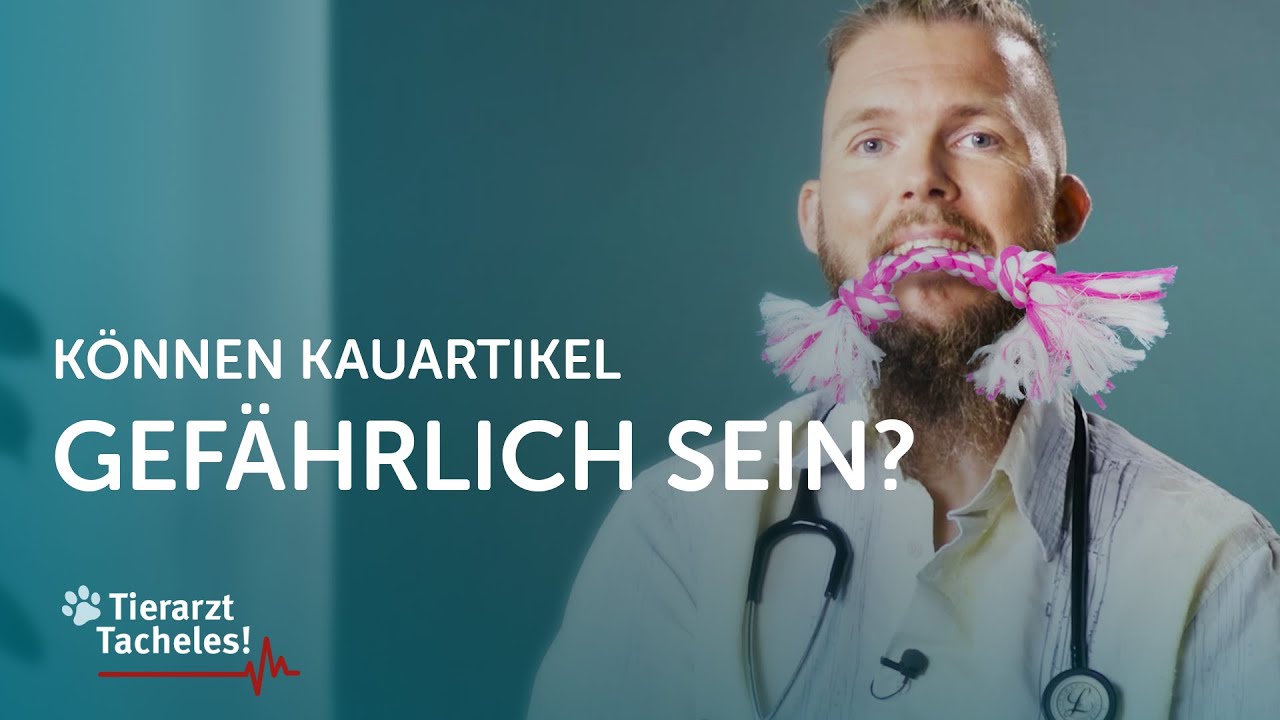 Können Kauartikel gefährlich sein?| Tierarzt Tacheles mit Sebastian Goßmann-Jonigkeit | ZooRoyal